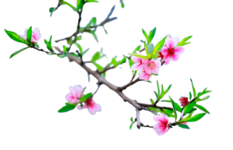 Cành đào trang trí